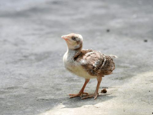 娱乐吃瓜小八哥是谁啊