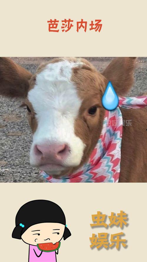 娱乐吃瓜酱飞鸟